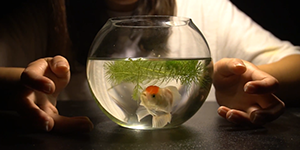 優選 : 女孩與魚